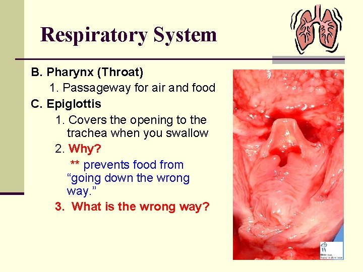 Respiratory System B. Pharynx (Throat) 1. Passageway for air and food C. Epiglottis 1.