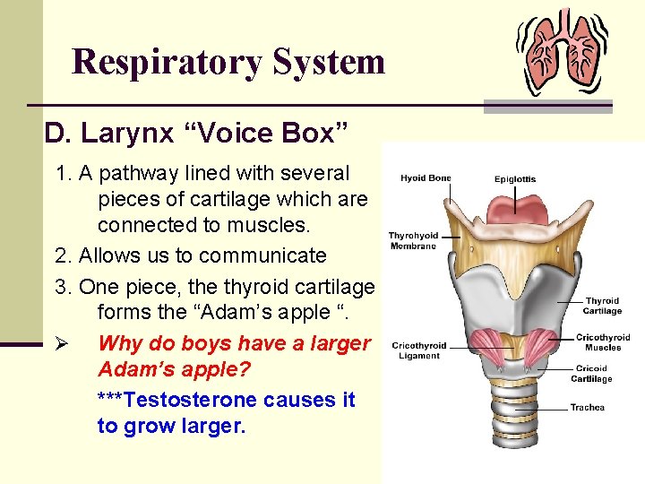 Respiratory System D. Larynx “Voice Box” 1. A pathway lined with several pieces of