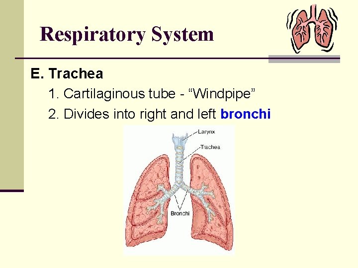 Respiratory System E. Trachea 1. Cartilaginous tube - “Windpipe” 2. Divides into right and