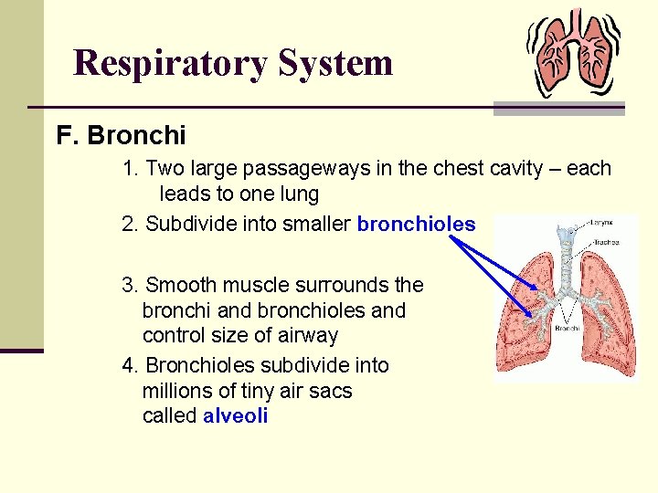 Respiratory System F. Bronchi 1. Two large passageways in the chest cavity – each