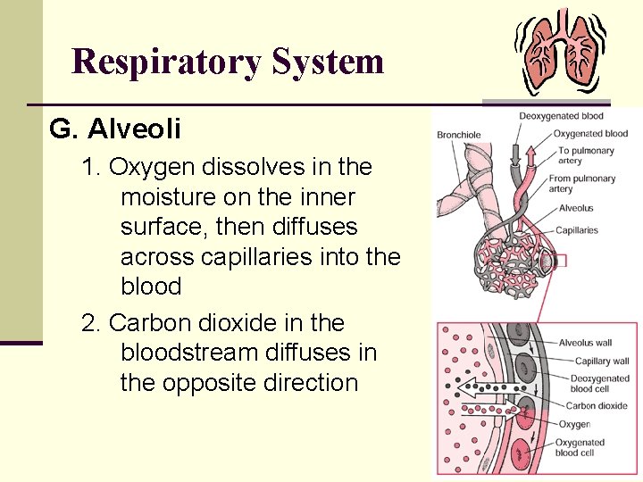 Respiratory System G. Alveoli 1. Oxygen dissolves in the moisture on the inner surface,