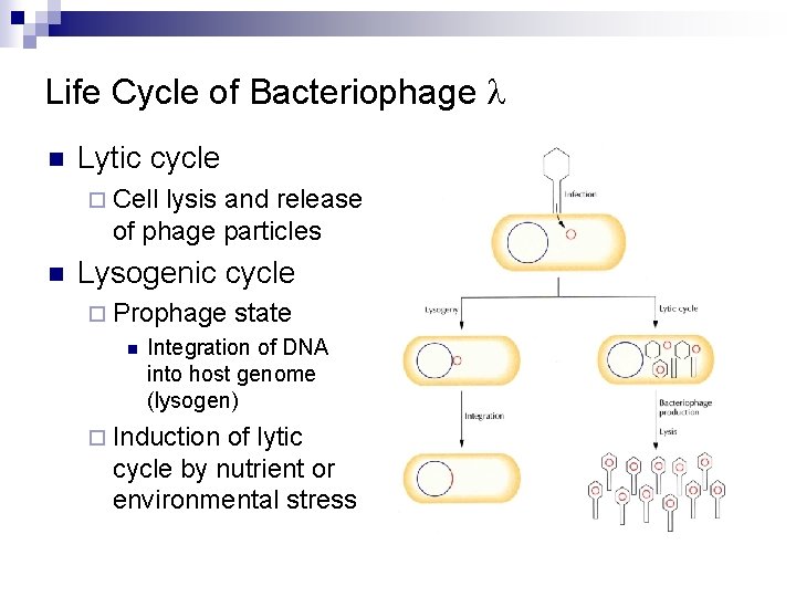 Life Cycle of Bacteriophage l n Lytic cycle ¨ Cell lysis and release of Life Cycle of Bacteriophage l n Lytic cycle ¨ Cell lysis and release of