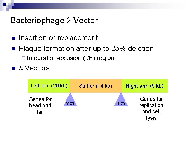 Bacteriophage l Vector n n Insertion or replacement Plaque formation after up to 25% Bacteriophage l Vector n n Insertion or replacement Plaque formation after up to 25%