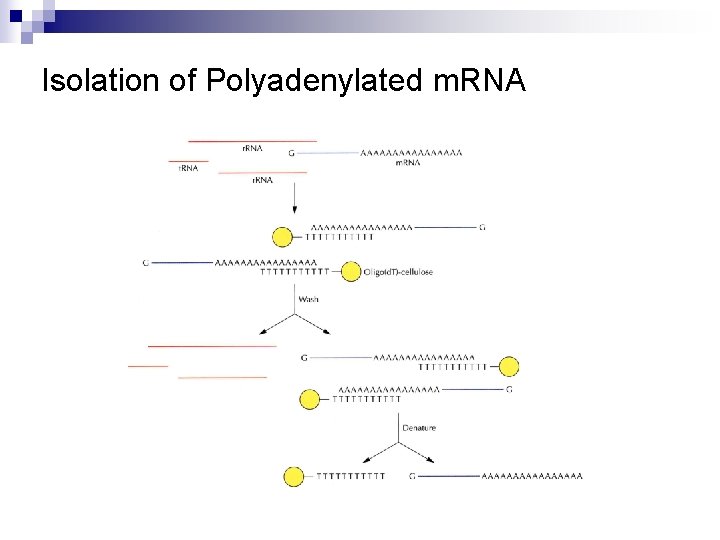 Isolation of Polyadenylated m. RNA Isolation of Polyadenylated m. RNA