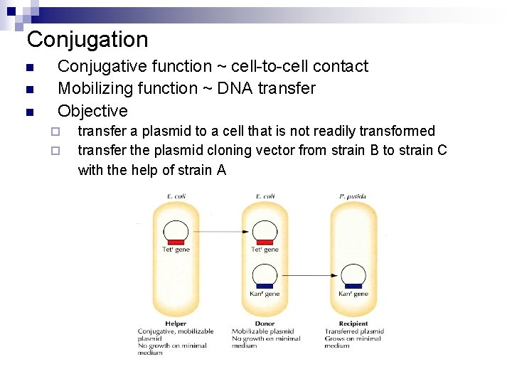 Conjugation n Conjugative function ~ cell-to-cell contact Mobilizing function ~ DNA transfer Objective ¨ Conjugation n Conjugative function ~ cell-to-cell contact Mobilizing function ~ DNA transfer Objective ¨