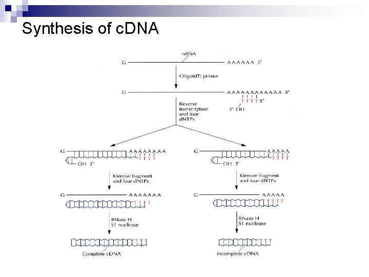 Synthesis of c. DNA Synthesis of c. DNA