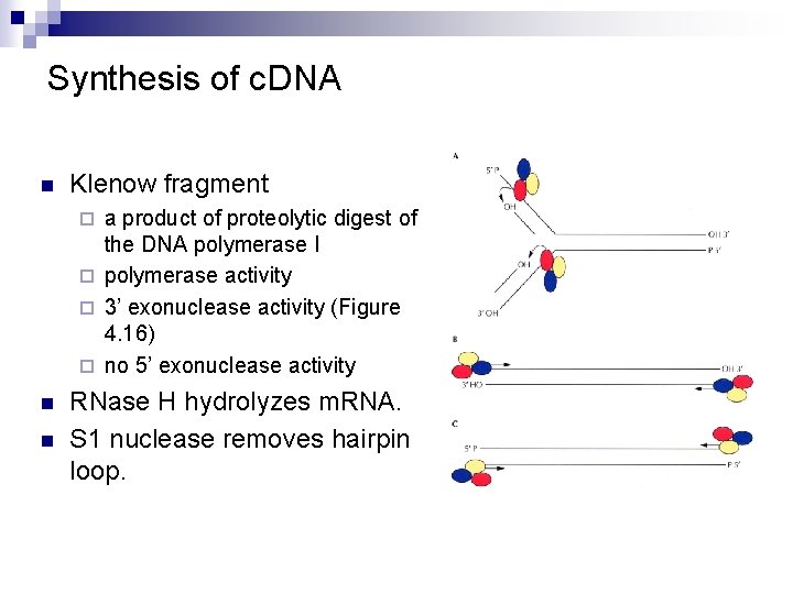 Synthesis of c. DNA n Klenow fragment a product of proteolytic digest of the Synthesis of c. DNA n Klenow fragment a product of proteolytic digest of the