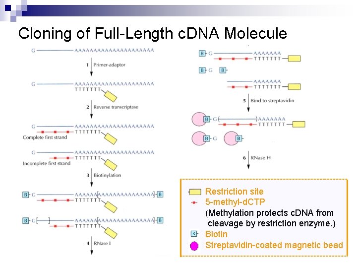 Cloning of Full-Length c. DNA Molecule Restriction site 5 -methyl-d. CTP (Methylation protects c. Cloning of Full-Length c. DNA Molecule Restriction site 5 -methyl-d. CTP (Methylation protects c.