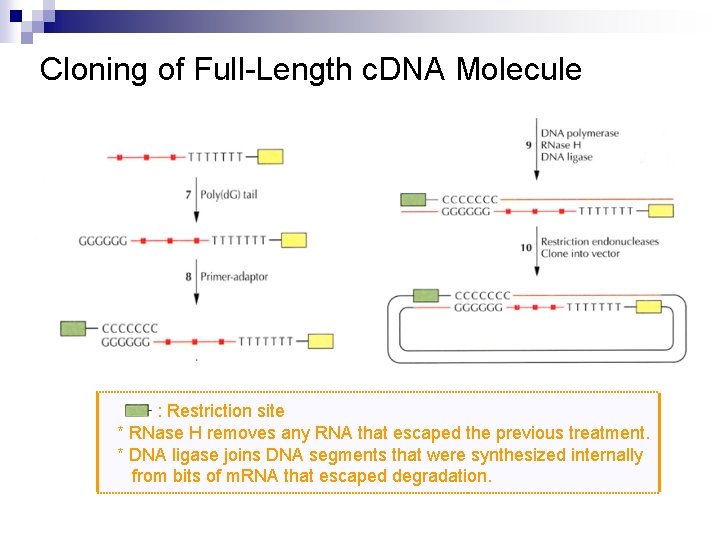 Cloning of Full-Length c. DNA Molecule : Restriction site * RNase H removes any Cloning of Full-Length c. DNA Molecule : Restriction site * RNase H removes any