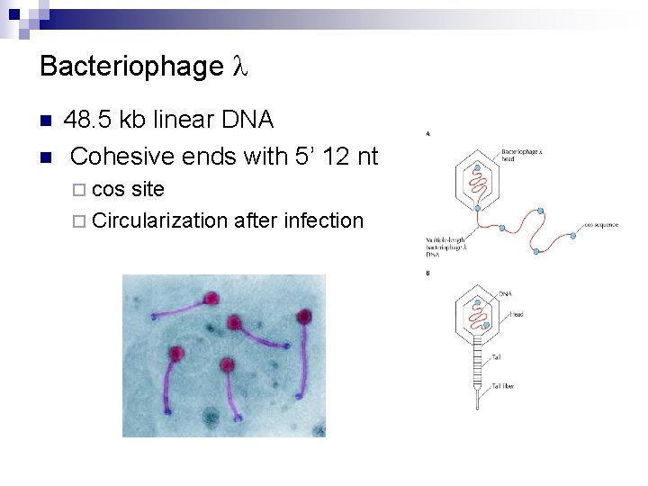 Bacteriophage l n n 48. 5 kb linear DNA Cohesive ends with 5’ 12 Bacteriophage l n n 48. 5 kb linear DNA Cohesive ends with 5’ 12
