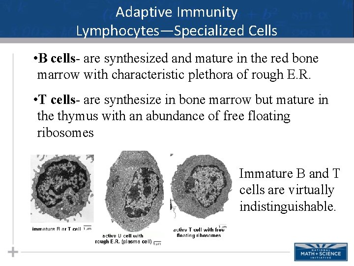 Adaptive Immunity Lymphocytes—Specialized Cells • B cells- are synthesized and mature in the red