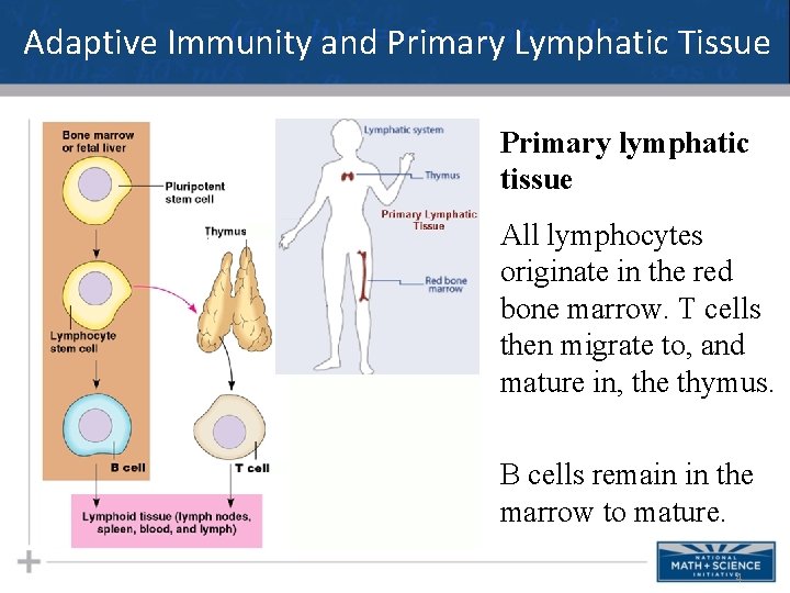 Adaptive Immunity and Primary Lymphatic Tissue Primary lymphatic tissue All lymphocytes originate in the