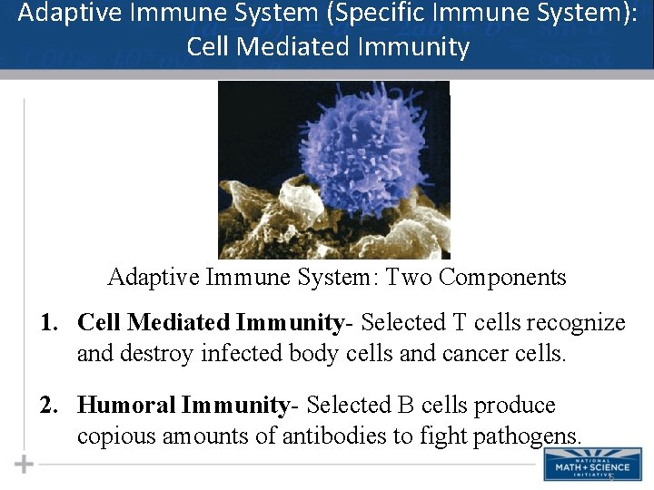 Adaptive Immune System (Specific Immune System): Cell Mediated Immunity Adaptive Immune System: Two Components