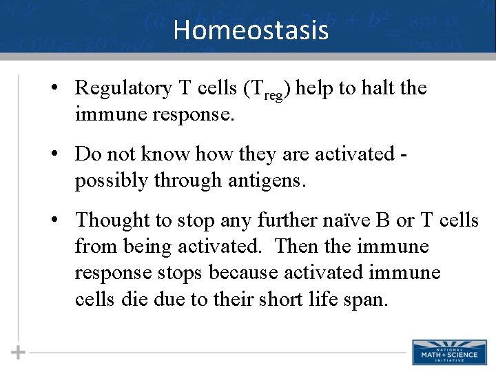 Homeostasis • Regulatory T cells (Treg) help to halt the immune response. • Do