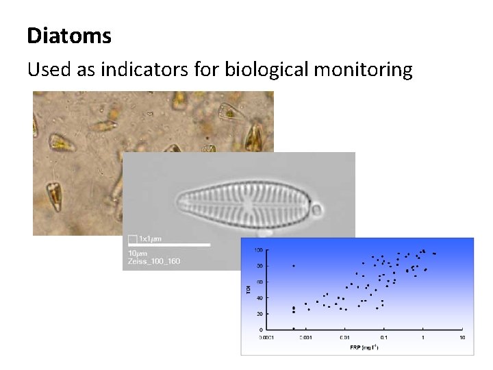 Diatoms Used as indicators for biological monitoring 