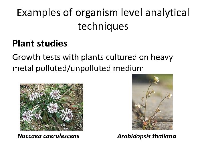 Examples of organism level analytical techniques Plant studies Growth tests with plants cultured on