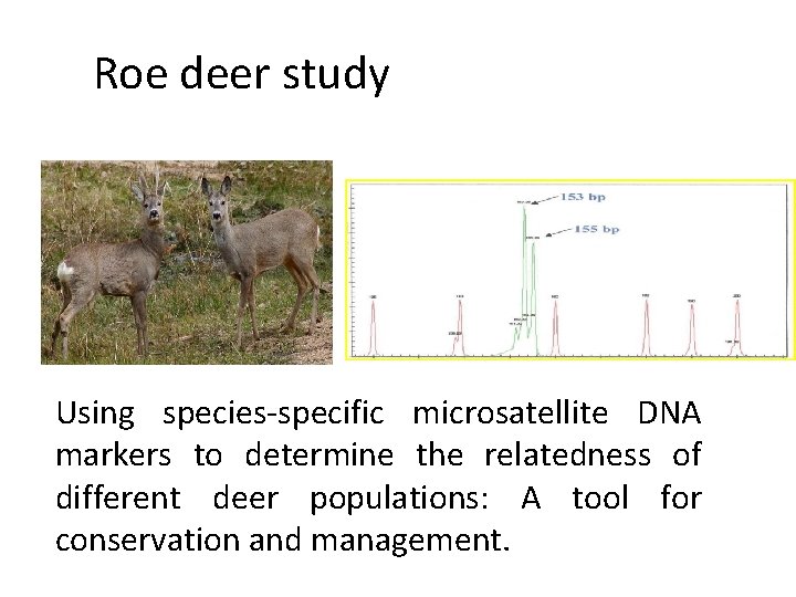 Roe deer study Using species-specific microsatellite DNA markers to determine the relatedness of different