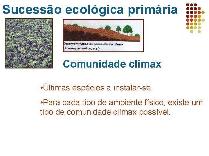 Sucessão ecológica primária Comunidade climax • Últimas espécies a instalar-se. • Para cada tipo