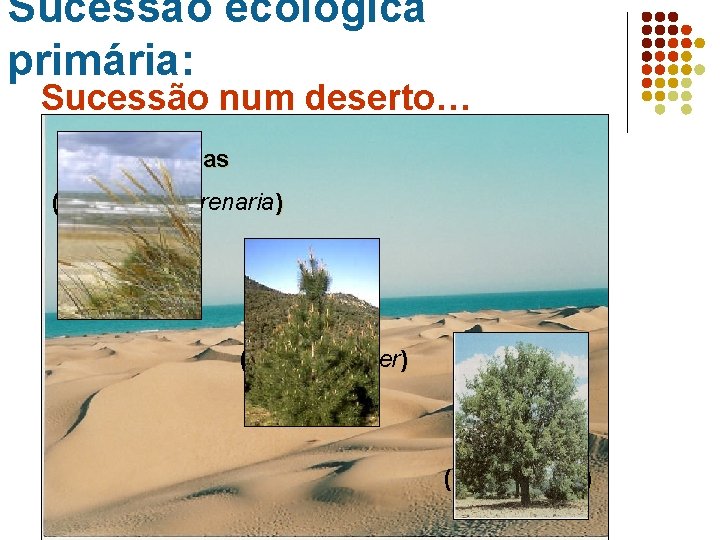 Sucessão ecológica primária: Sucessão num deserto… Gramineas (Ammophila arenaria) Pinheiros (Pinus pinaster) Carvalhos (Quercus