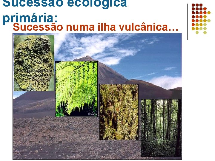 Sucessão ecológica primária: Sucessão numa ilha vulcânica… Liquenes Fetos Arbustos Floresta 