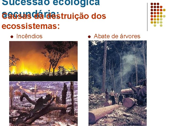 Sucessão ecológica secundária: Causas da destruição dos ecossistemas: l Incêndios l Abate de árvores