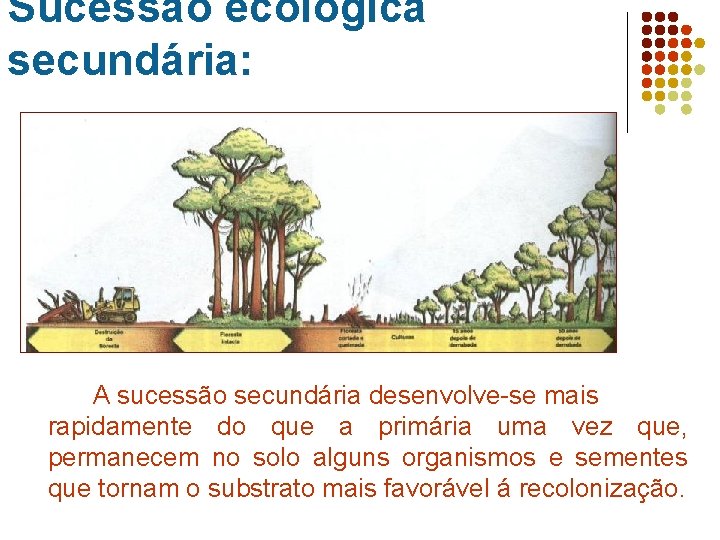 Sucessão ecológica secundária: A sucessão secundária desenvolve-se mais rapidamente do que a primária uma