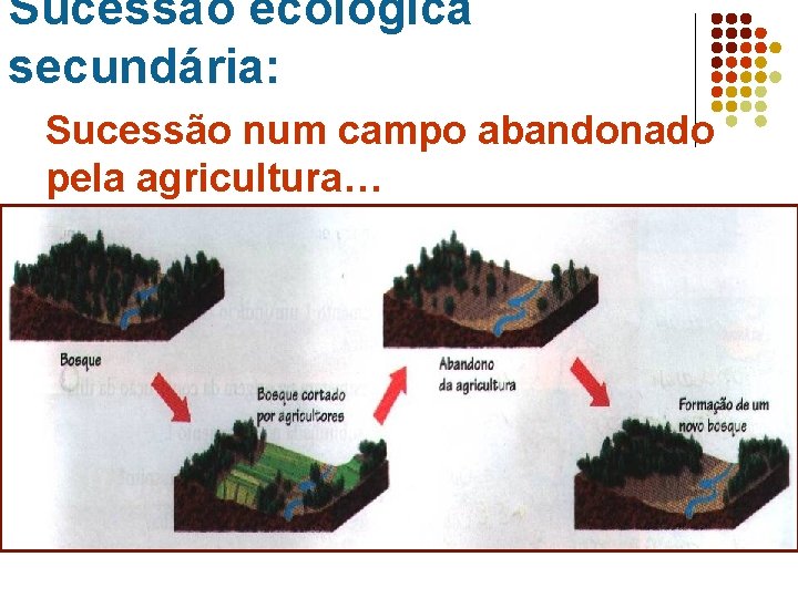 Sucessão ecológica secundária: Sucessão num campo abandonado pela agricultura… 