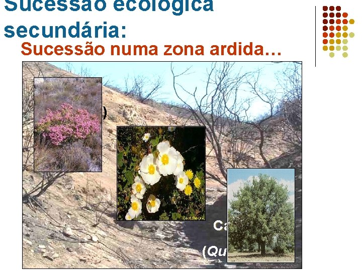 Sucessão ecológica secundária: Sucessão numa zona ardida… Urze (Erica sp. ) Esteva (Cistus sp.