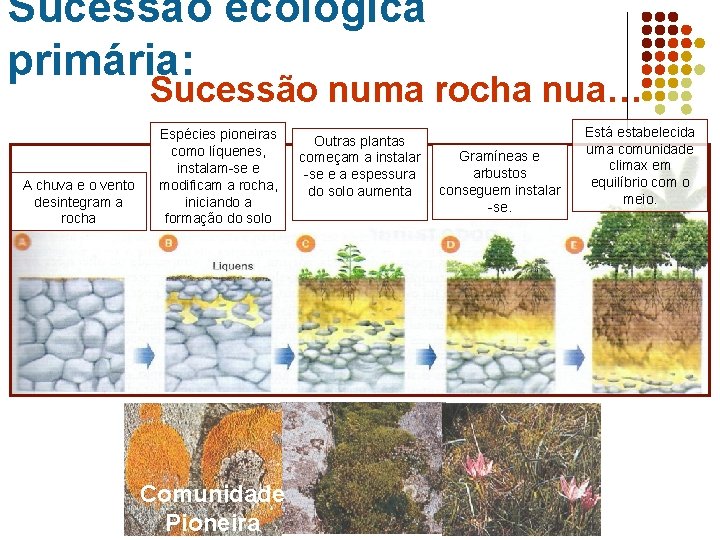 Sucessão ecológica primária: Sucessão numa rocha nua… A chuva e o vento desintegram a