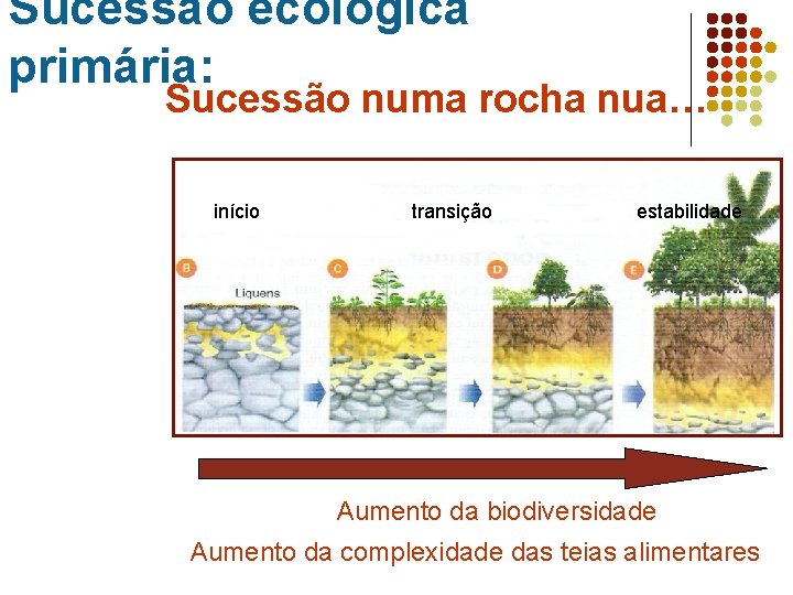 Sucessão ecológica primária: Sucessão numa rocha nua… início transição estabilidade Aumento da biodiversidade Comunidade Sucessão ecológica primária: Sucessão numa rocha nua… início transição estabilidade Aumento da biodiversidade Comunidade