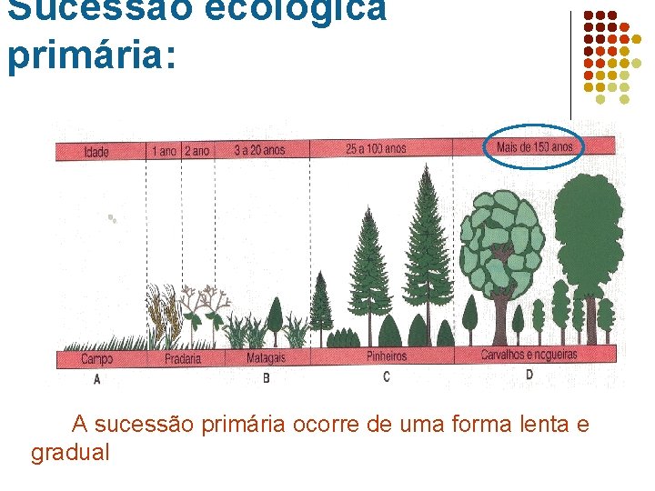 Sucessão ecológica primária: A sucessão primária ocorre de uma forma lenta e gradual Comunidade