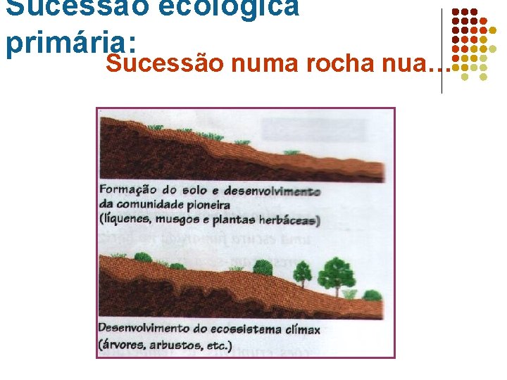 Sucessão ecológica primária: Sucessão numa rocha nua… 