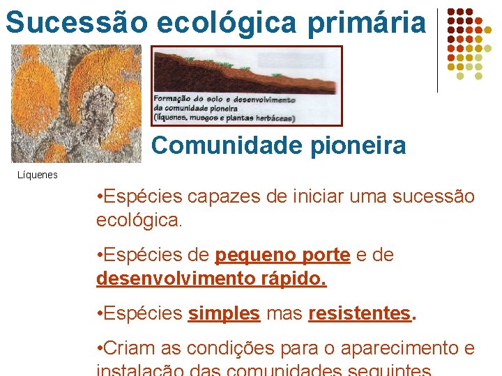 Sucessão ecológica primária Comunidade pioneira Líquenes • Espécies capazes de iniciar uma sucessão ecológica.