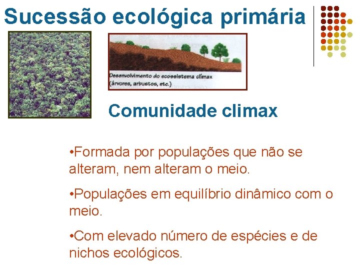 Sucessão ecológica primária Comunidade climax • Formada por populações que não se alteram, nem