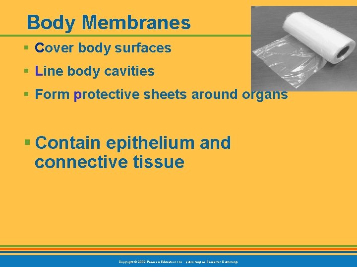 Body Membranes § Cover body surfaces § Line body cavities § Form protective sheets