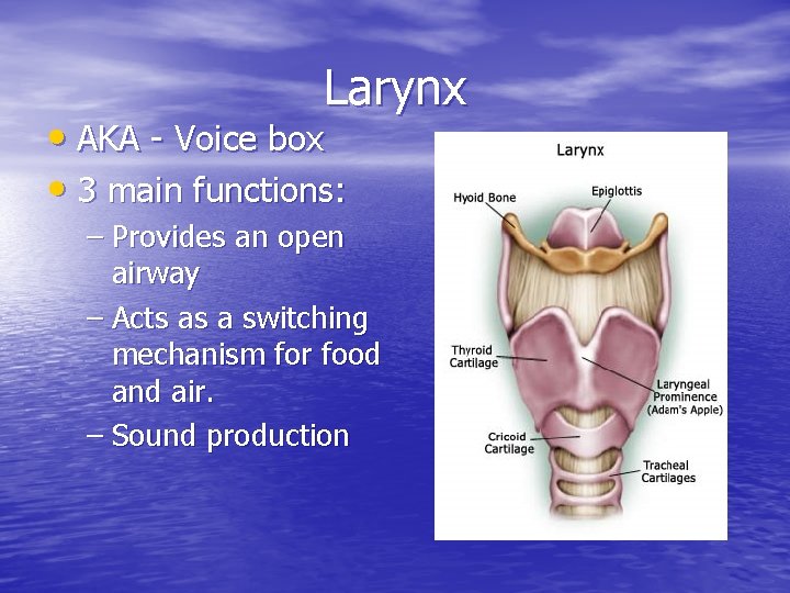 Larynx • AKA - Voice box • 3 main functions: – Provides an open