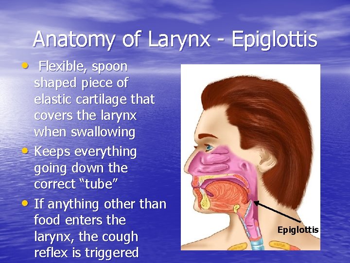 Anatomy of Larynx - Epiglottis • Flexible, spoon • • shaped piece of elastic