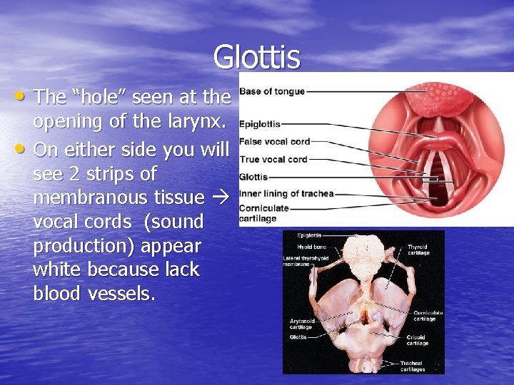 Glottis • The “hole” seen at the • opening of the larynx. On either