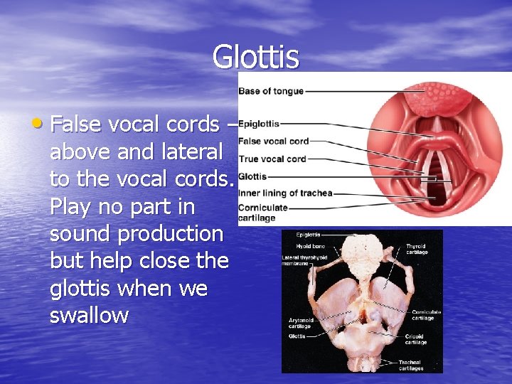 Glottis • False vocal cords – above and lateral to the vocal cords. Play
