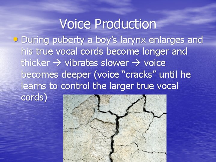 Voice Production • During puberty a boy’s larynx enlarges and his true vocal cords