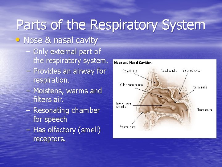 Parts of the Respiratory System • Nose & nasal cavity – Only external part
