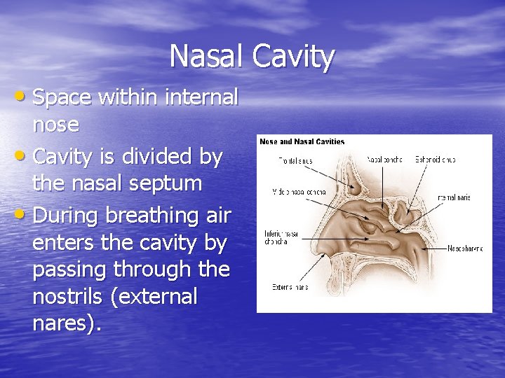 Nasal Cavity • Space within internal nose • Cavity is divided by the nasal