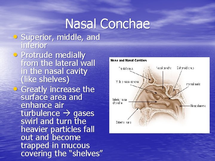 Nasal Conchae • Superior, middle, and • • inferior Protrude medially from the lateral