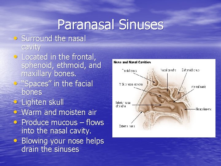 Paranasal Sinuses • Surround the nasal • • • cavity Located in the frontal,