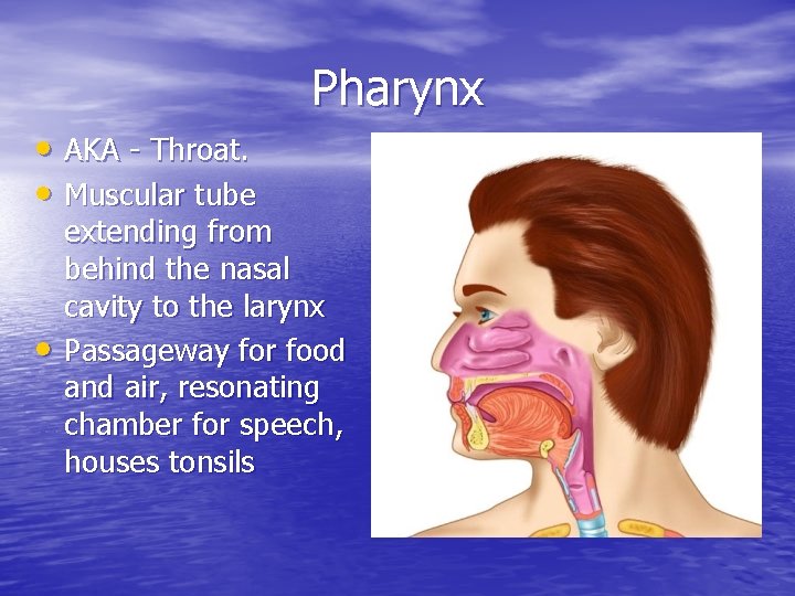Pharynx • AKA - Throat. • Muscular tube • extending from behind the nasal