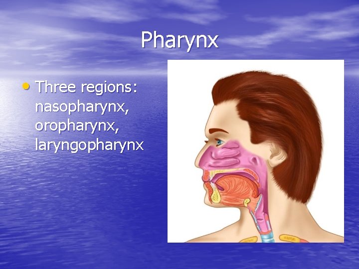 Pharynx • Three regions: nasopharynx, oropharynx, laryngopharynx 