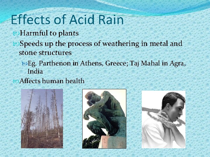 Effects of Acid Rain Harmful to plants Speeds up the process of weathering in