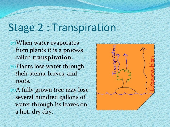 Stage 2 : Transpiration When water evaporates from plants it is a process called