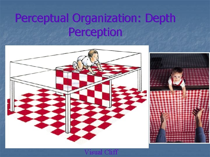 Perceptual Organization: Depth Perception Visual Cliff 