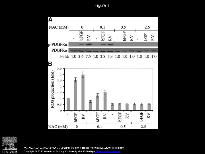 Figure 1 The American Journal of Pathology 2010 177132 -140 DOI: (10. 2353/ajpath. 2010.